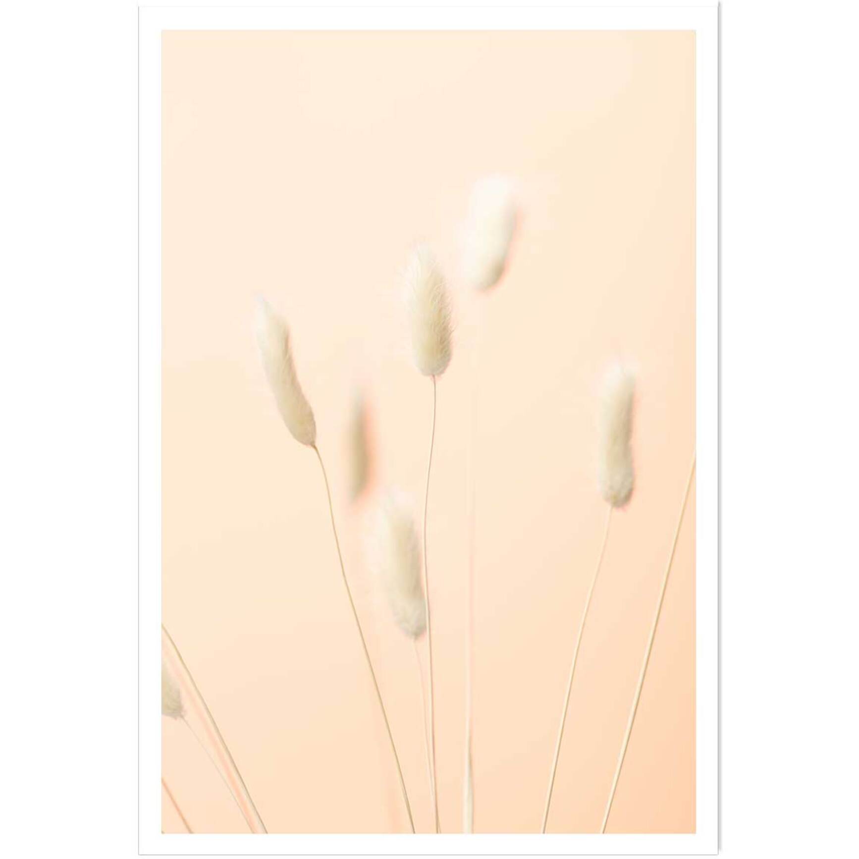 Affiche  scandi pampa Affiche seule