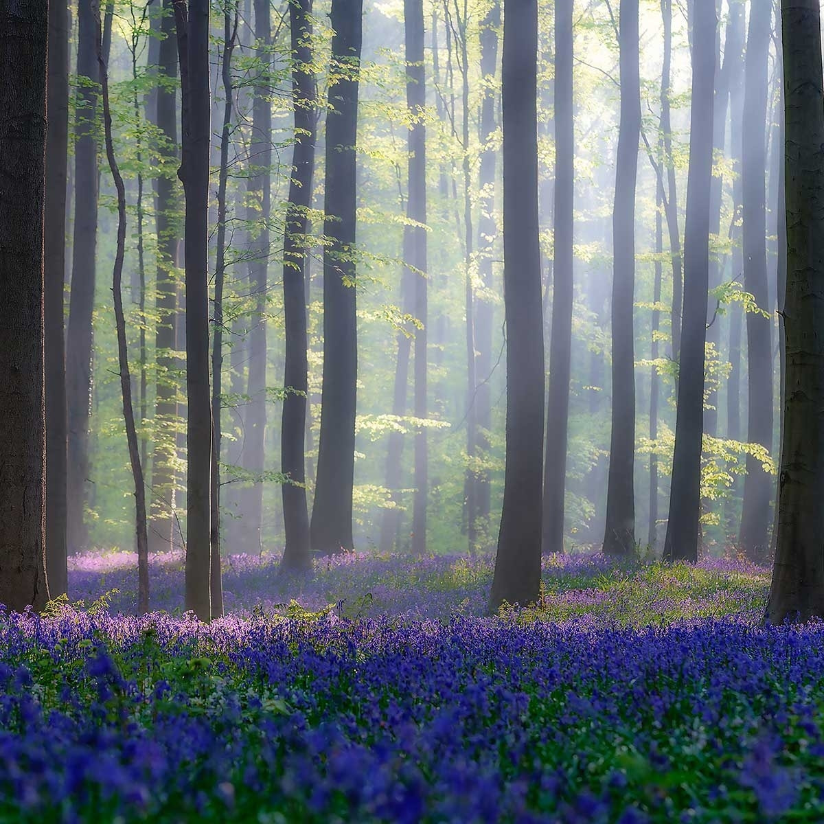 Tableau nature jacinthes et sous-bois Toile imprimée
