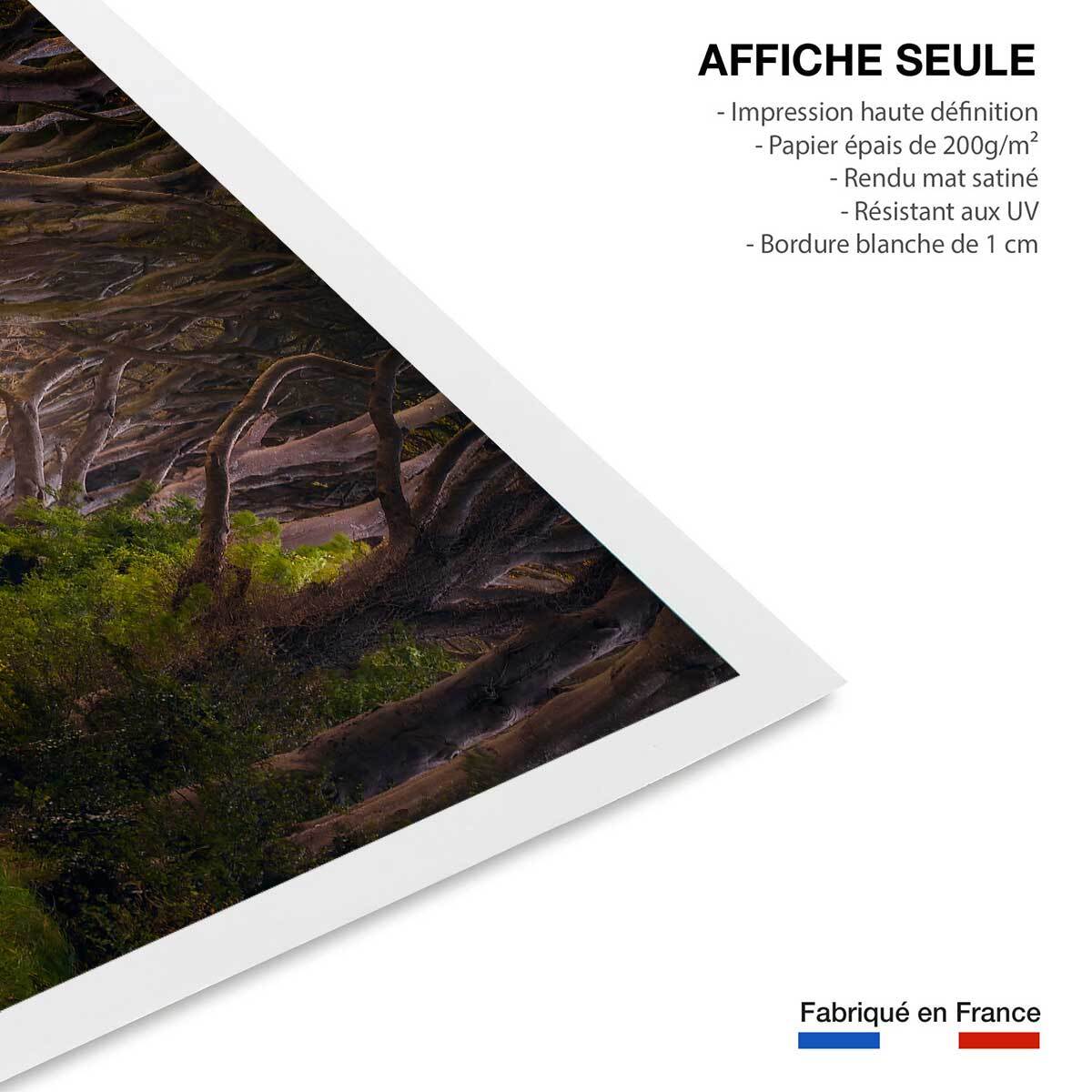 Affiche nature arbres enchanteurs Affiche seule