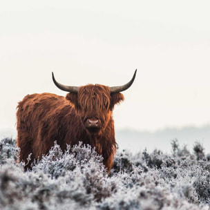 Poster highland sous la neige Affiche sous cadre bois