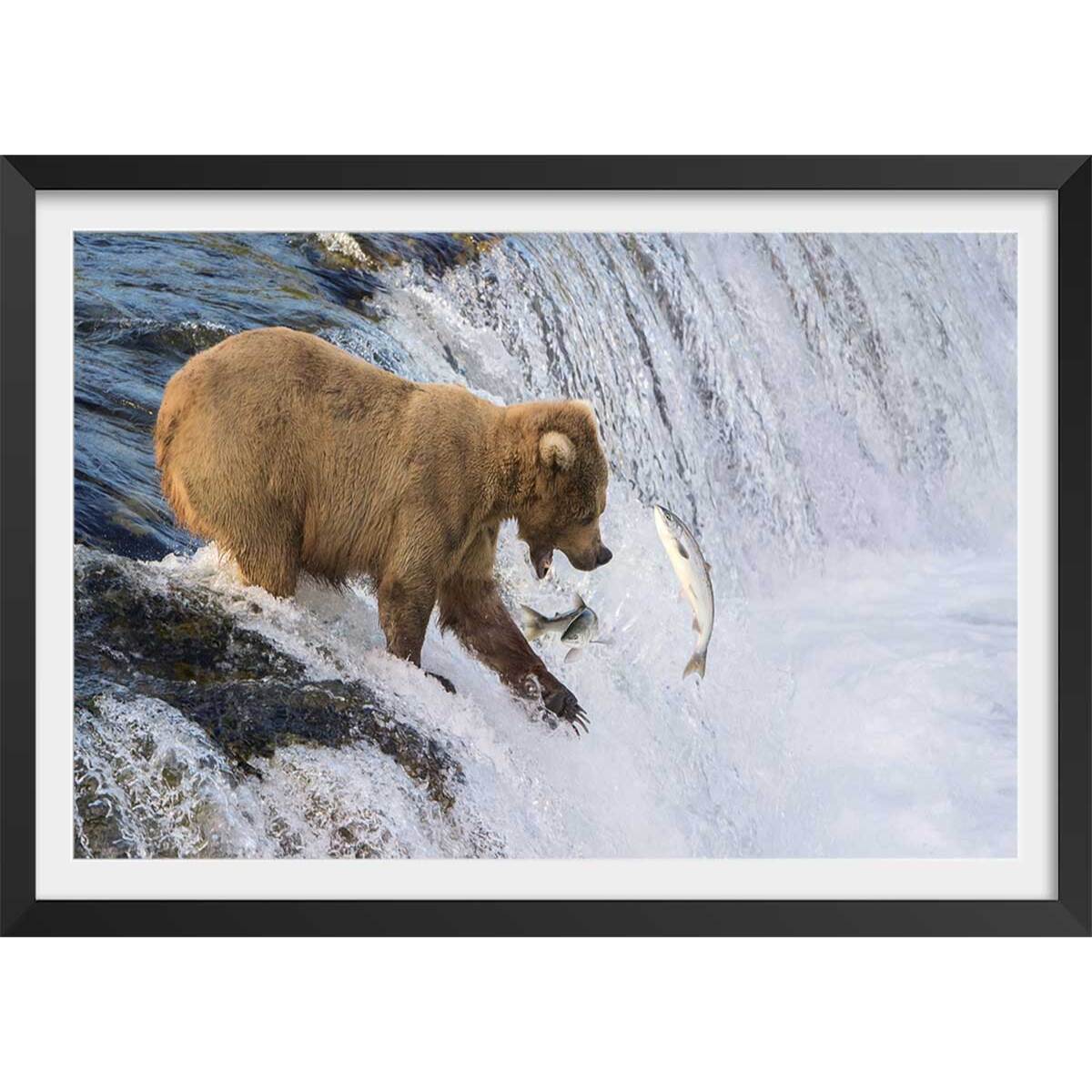 Affiche un ours pêche sur le bord Affiche + cadre en bois - Noir