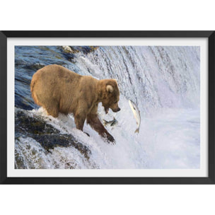 Affiche un ours pêche sur le bord Affiche + cadre en bois - Noir