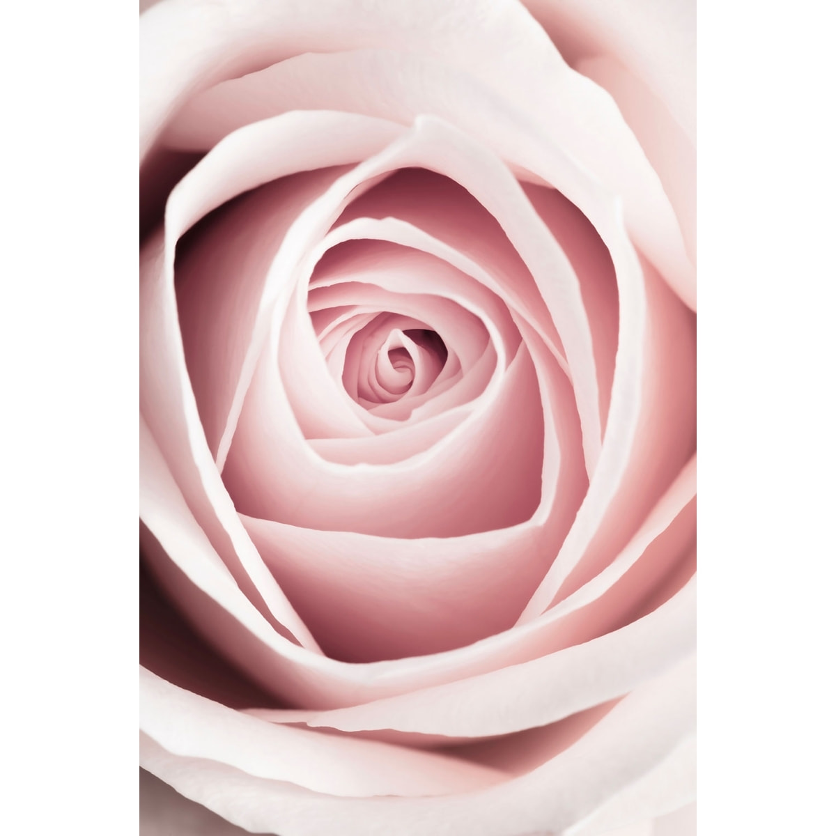 Tableau coeur de roses Toile imprimée