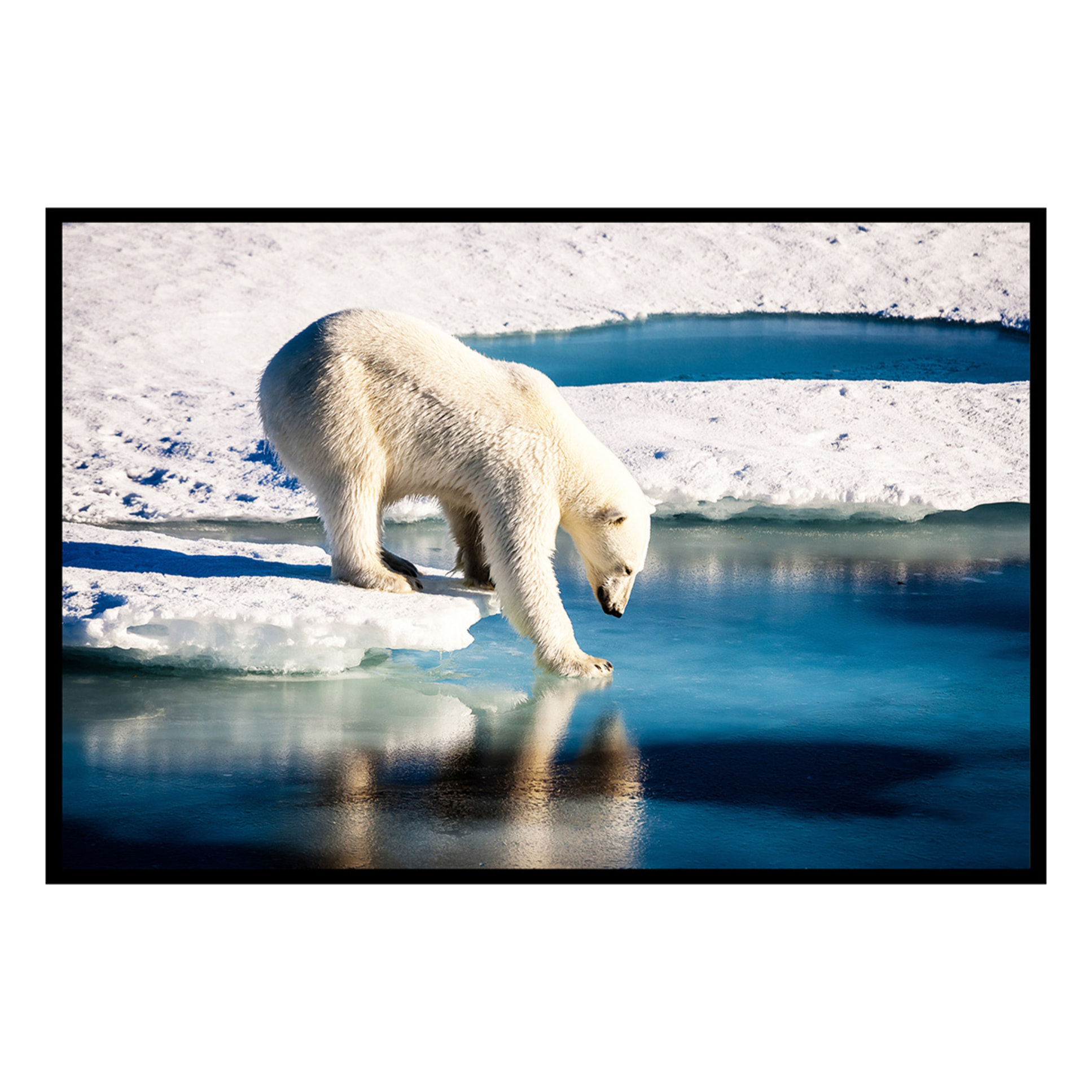 Affiche encadrée ours polaire sur la banquise Affiche + cadre en métal - Noir