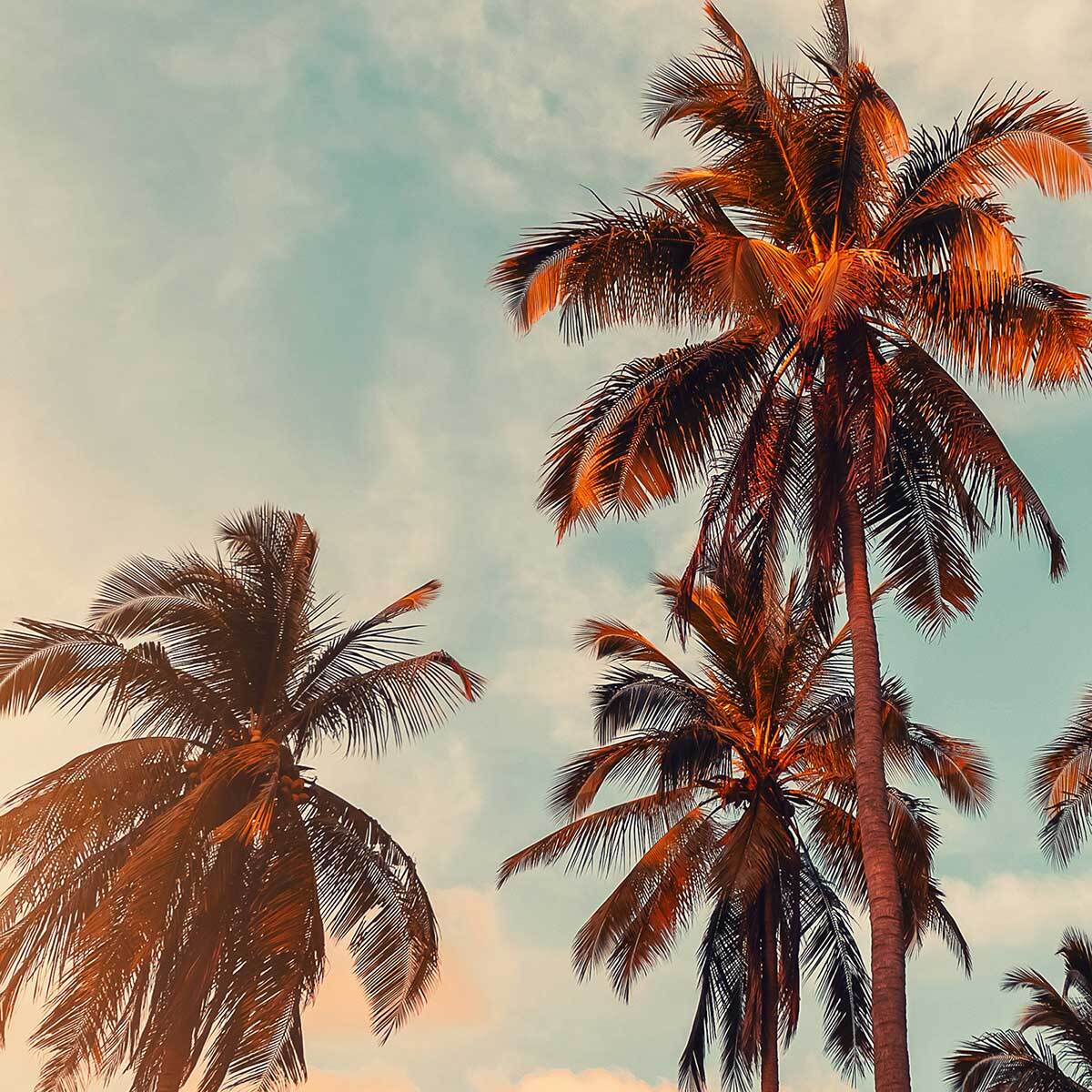 Affiche encadrée palmiers tropicaux Affiche + cadre en métal - Noir