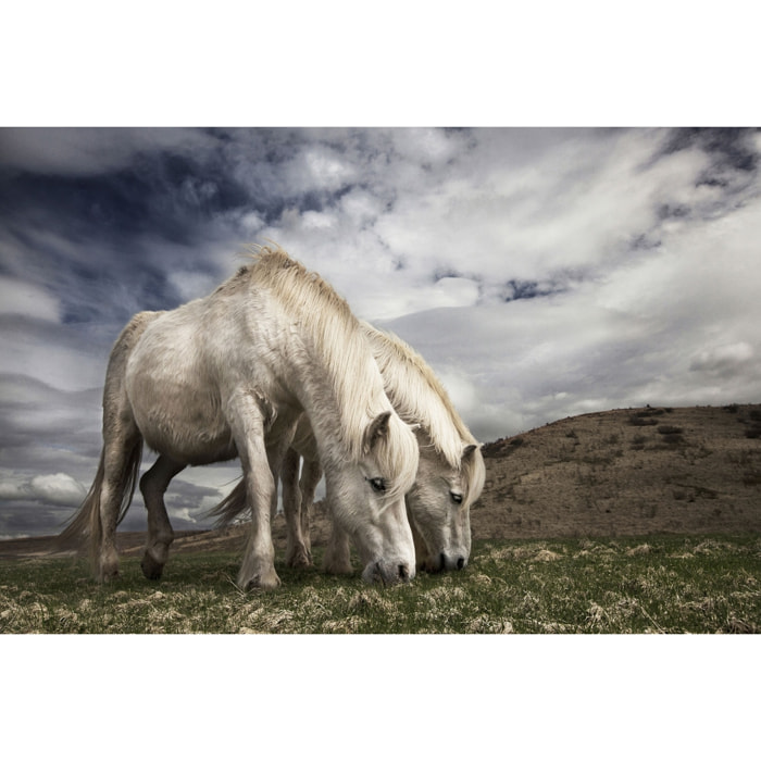 Tableau Chevaux blancs Toile imprimée