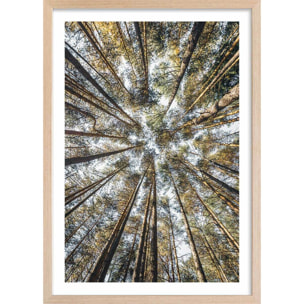 Affiche nature perspective des cîmes Affiche + cadre en bois - Chêne