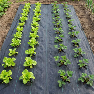 Nyumput - Telo Pacciamatura 10x1,60 m 100Gr/mq tessuto permeabile antierbacce antialga per orto giardino nero