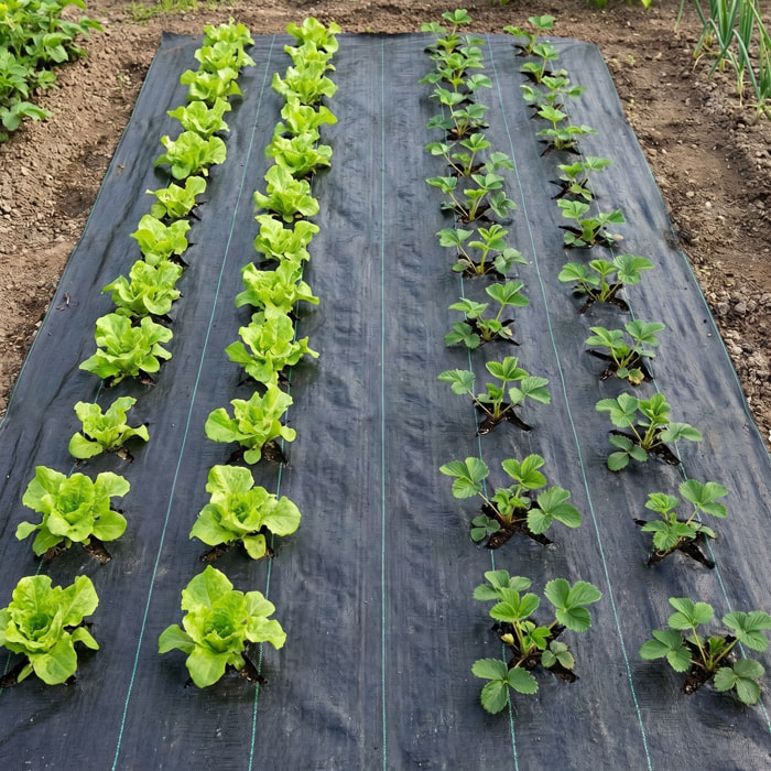 Nyumput - Telo Pacciamatura 10x1,60 m 100Gr/mq tessuto permeabile antierbacce antialga per orto giardino nero