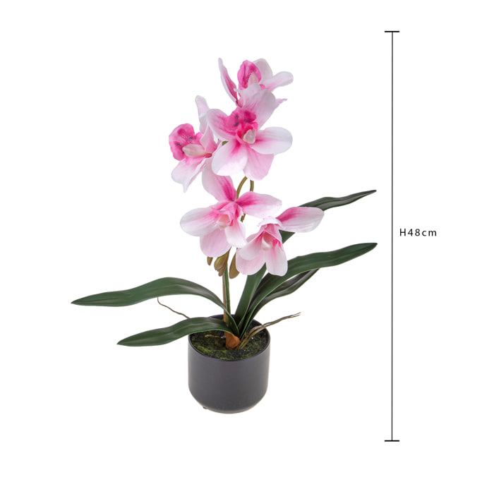 Orchidea Cymbidium Con 1 Diramazione In Vaso. Altezza 48 Cm - Pezzi 1 - 25X48X25cm - Colore: Rosa - Bianchi Dino - Piante Artificiali