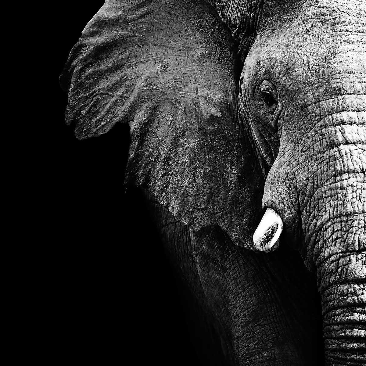 Tableau photo éléphant Tableau alu Dibond