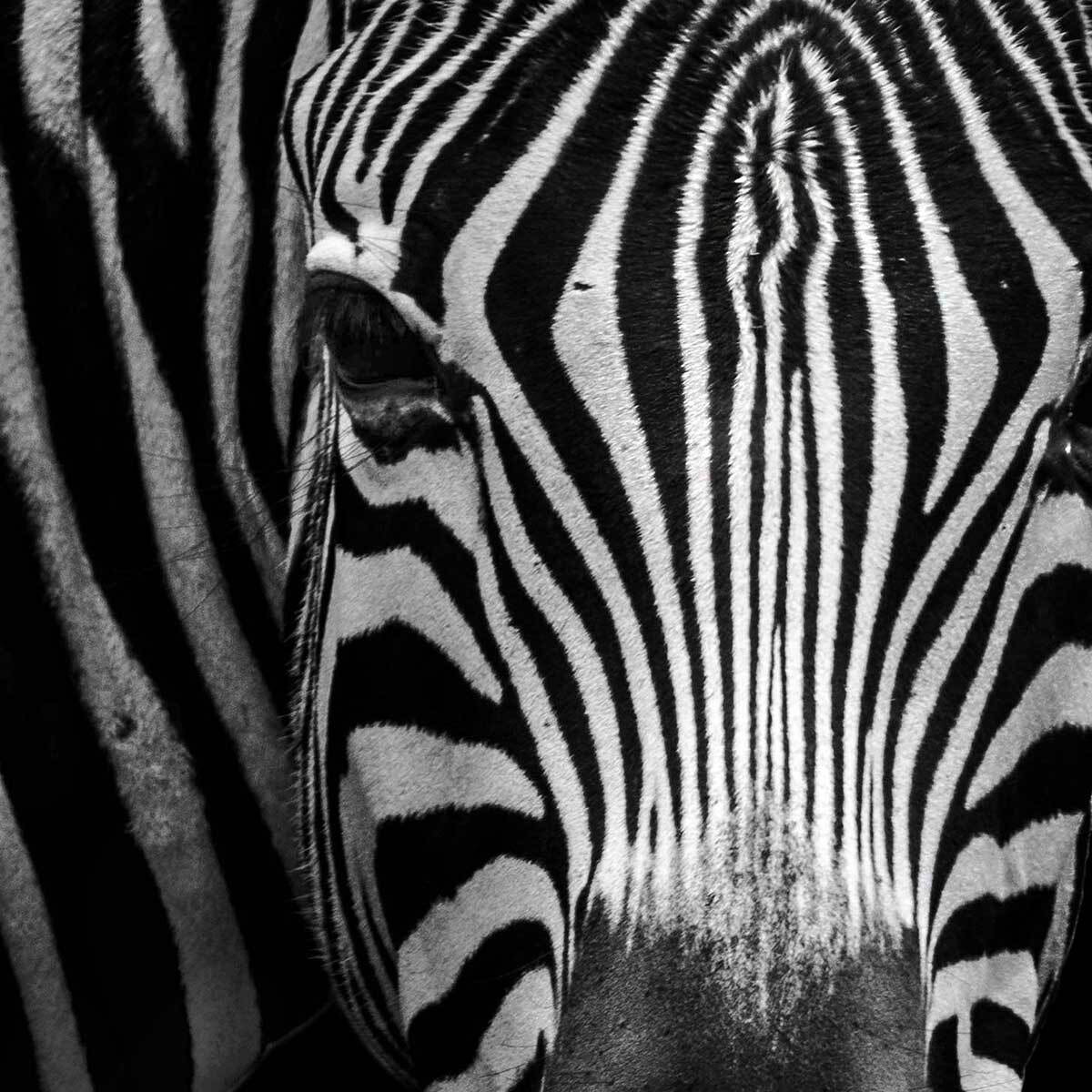 Affiche encadrée zèbre artistique en noir et blanc Affiche + cadre en métal - Noir