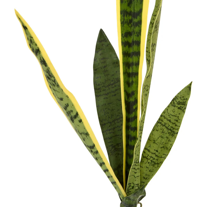 Tige de sansevieria Nippo H.80cm vert