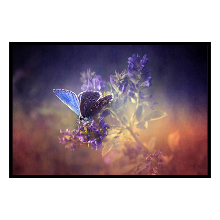 Affiche encadrée – Papillon bleu sur fleur violette, poésie naturelle Affiche + cadre en métal - Noir