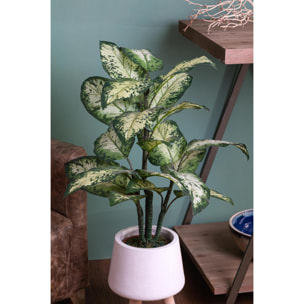 Aglaonema In Vaso Con 22 Foglie. Altezza 100 Cm - Pezzi 1 - 53X93X53cm - Colore: Verde - Bianchi Dino - Piante Artificiali