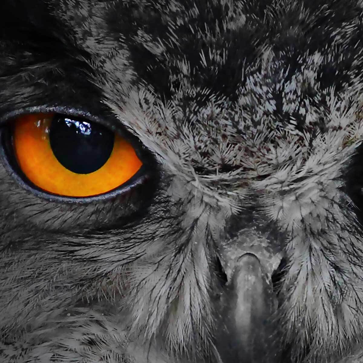 Affiche encadrée – Hibou aux yeux orange, regard hypnotique Affiche + cadre en métal - Noir