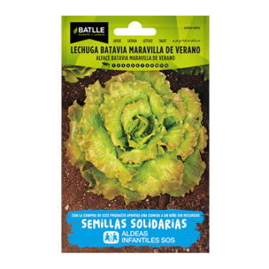 Semillas de Lechuga maravilla verano Maresme BatlleBio ALDEAS INFANTILES