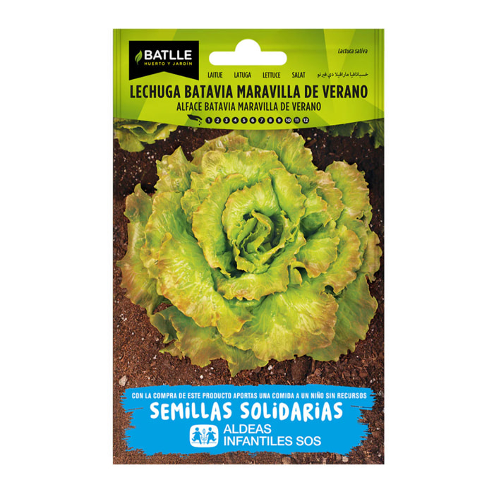 Semillas de Lechuga maravilla verano Maresme BatlleBio ALDEAS INFANTILES