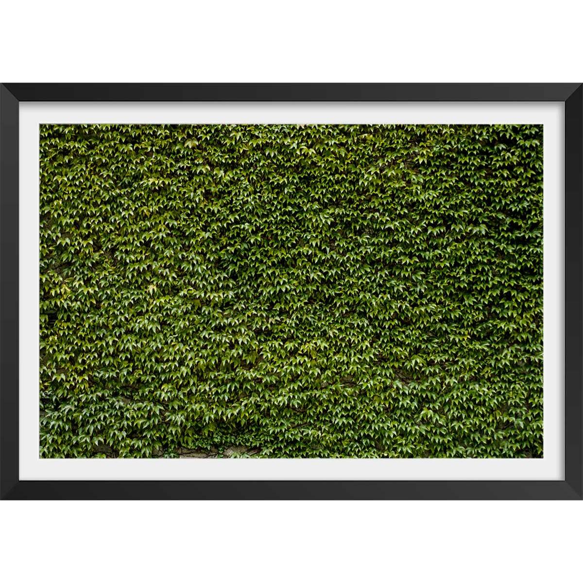 Affiche nature mur de lierres Affiche + cadre en bois - Noir