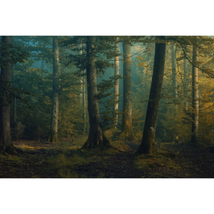 Tableau sous-bois en octobre Tableau alu Dibond