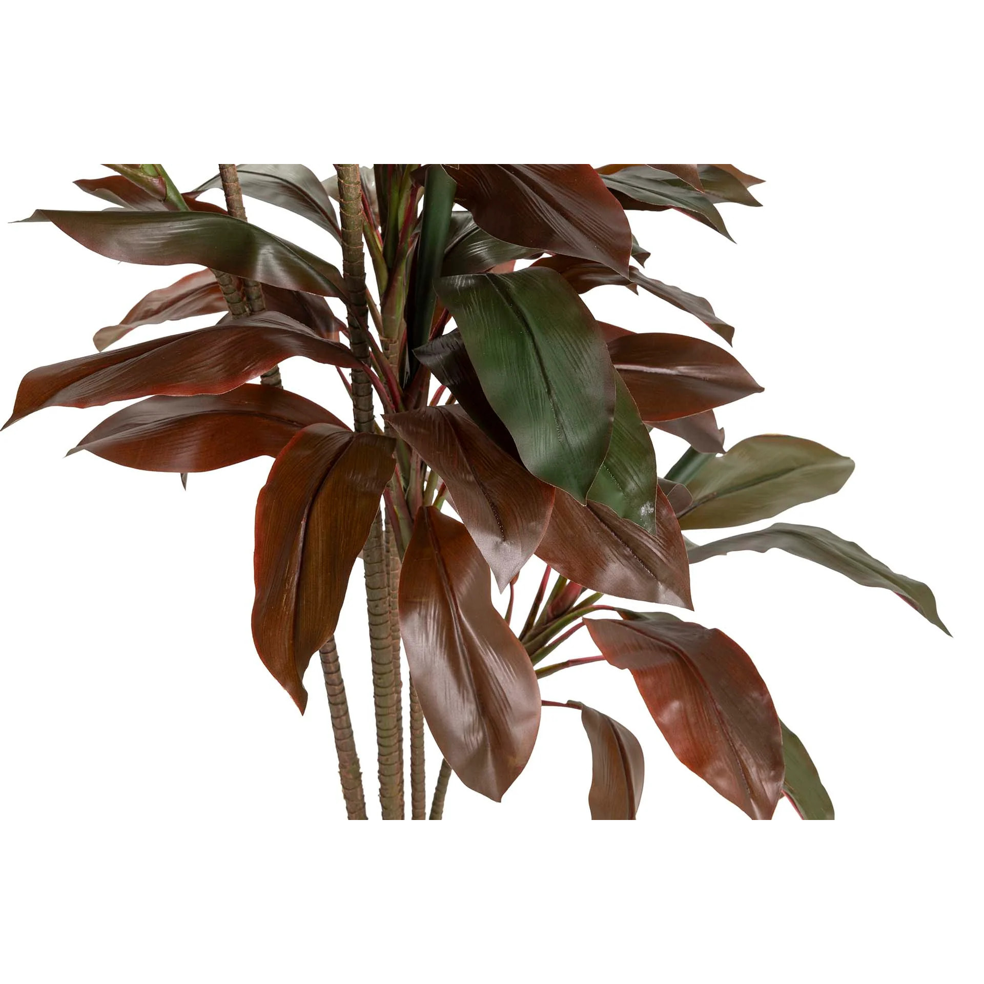 Planta Ordyline Fruticosa 80x80x170 Cm