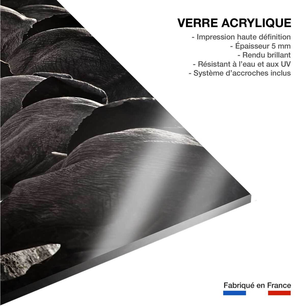 Tableau animaux cap afrique Tableau plexiglas