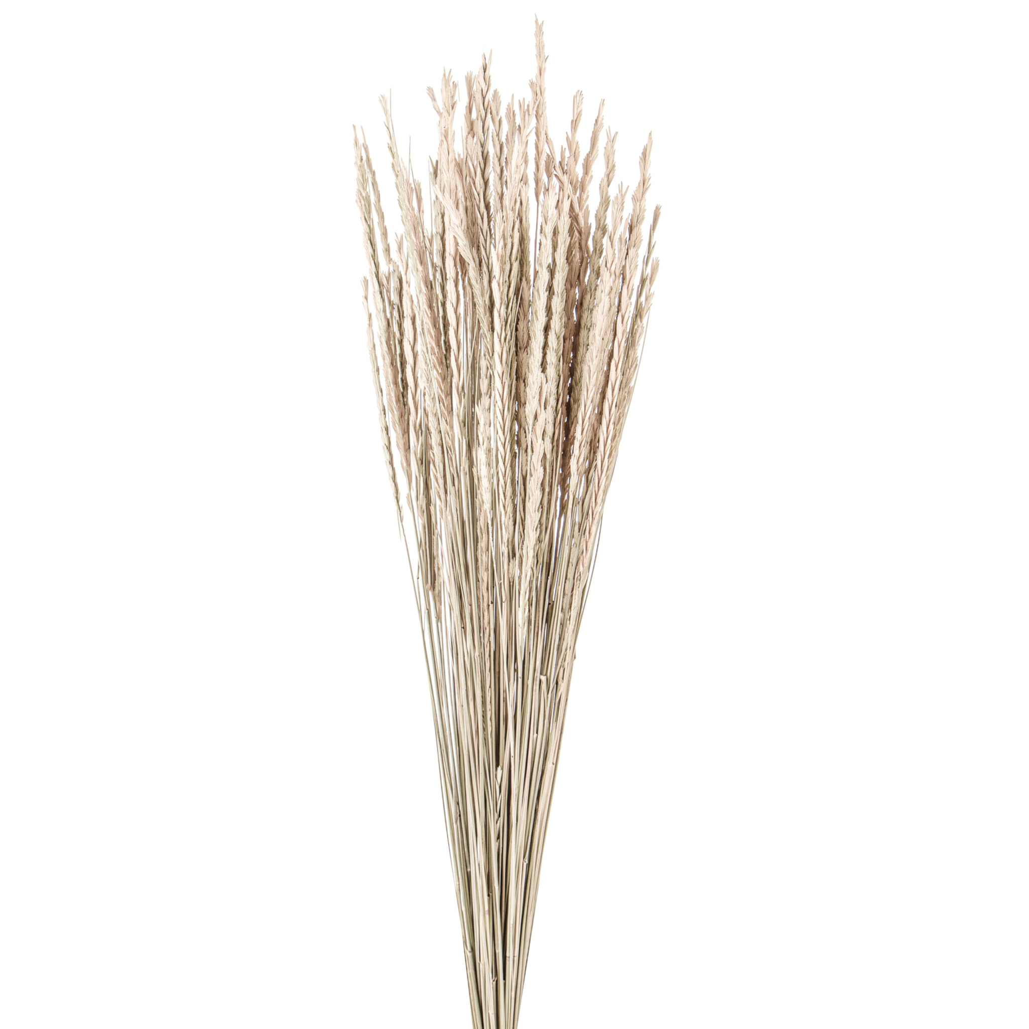 Phalaenopsis con Vaso   -  Pezzi 1  - 19X38X14 cm  - Bianco  - Bianchi Dino  - Piante Artificiali