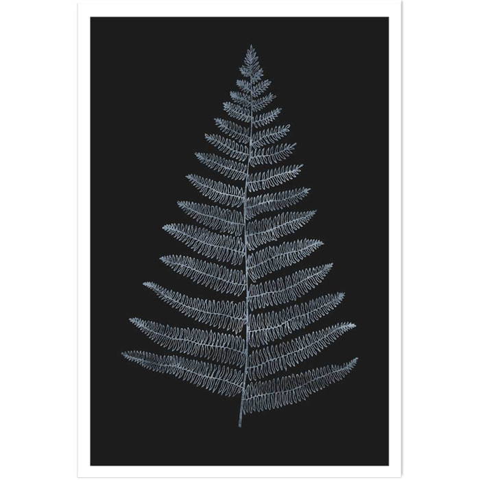 Poster fougère royale blanche Affiche seule