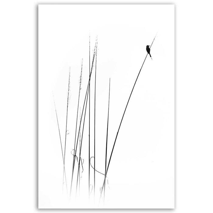 Tableau oiseaux En haut de la branche Toile imprimée