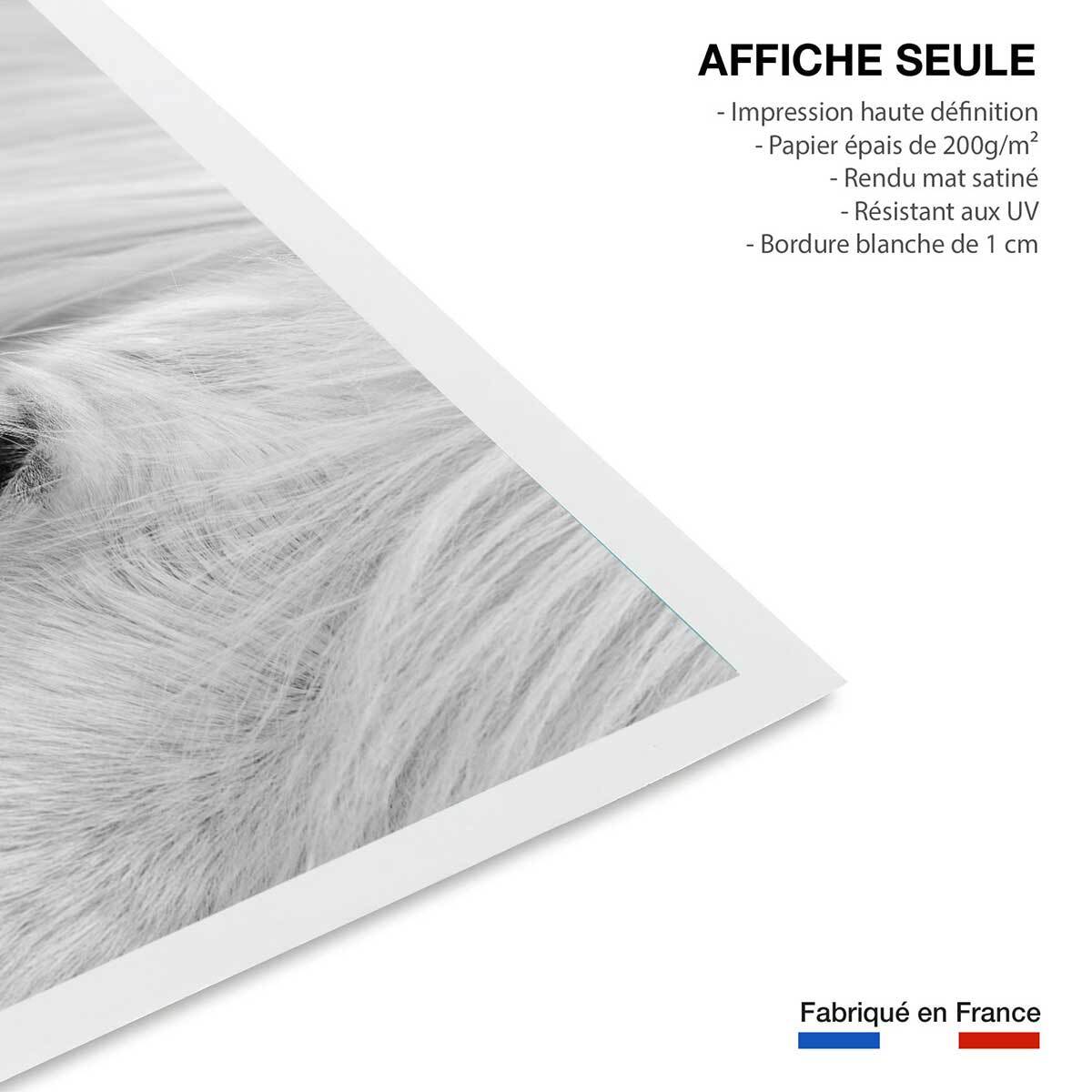 Poster cheval blanc d' islande Affiche seule