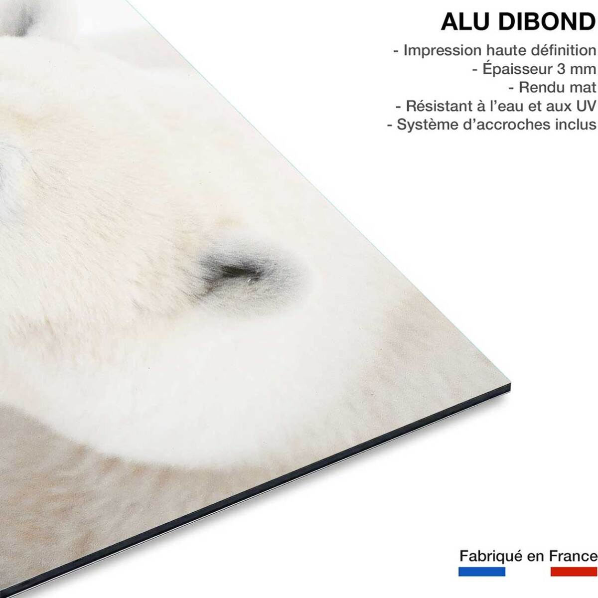 Tableau ours blanc polaire Tableau alu Dibond