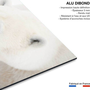 Tableau ours blanc polaire Tableau alu Dibond