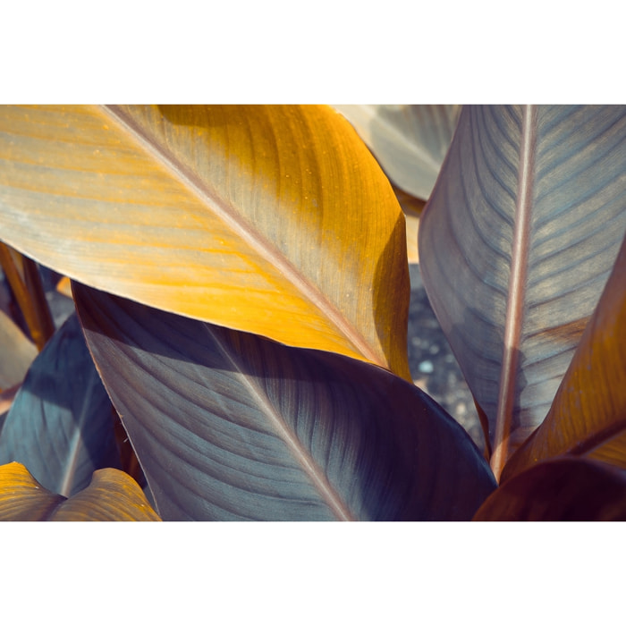 Tableau palm leaves y Tableau alu Dibond