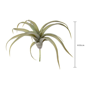 Tillandsia Per 19 30 Cm - Pezzi 3 - 10X30X10cm - Colore: Verde - Bianchi Dino - Piante Artificiali