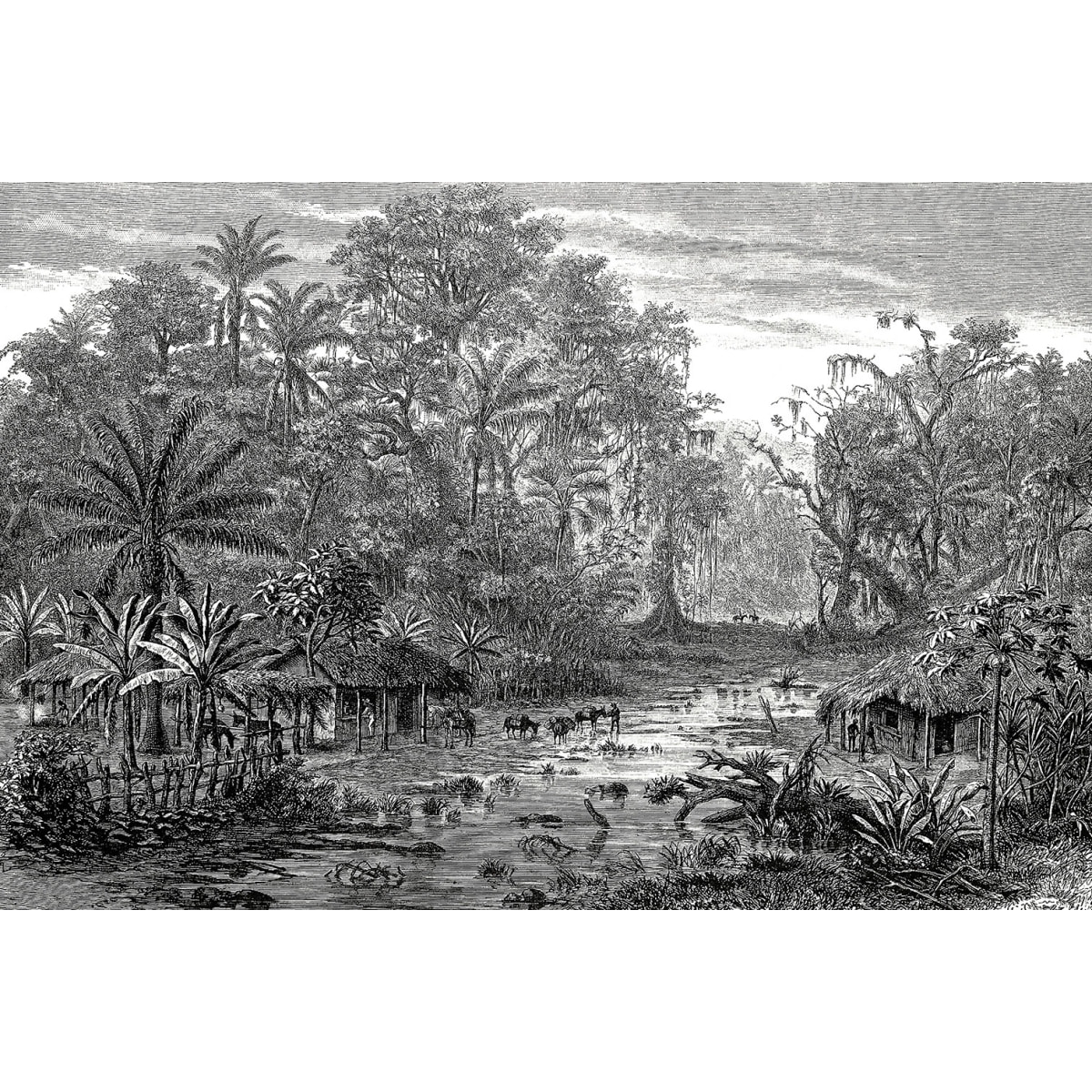 Tableau gravure forêt de mangroves Toile imprimée