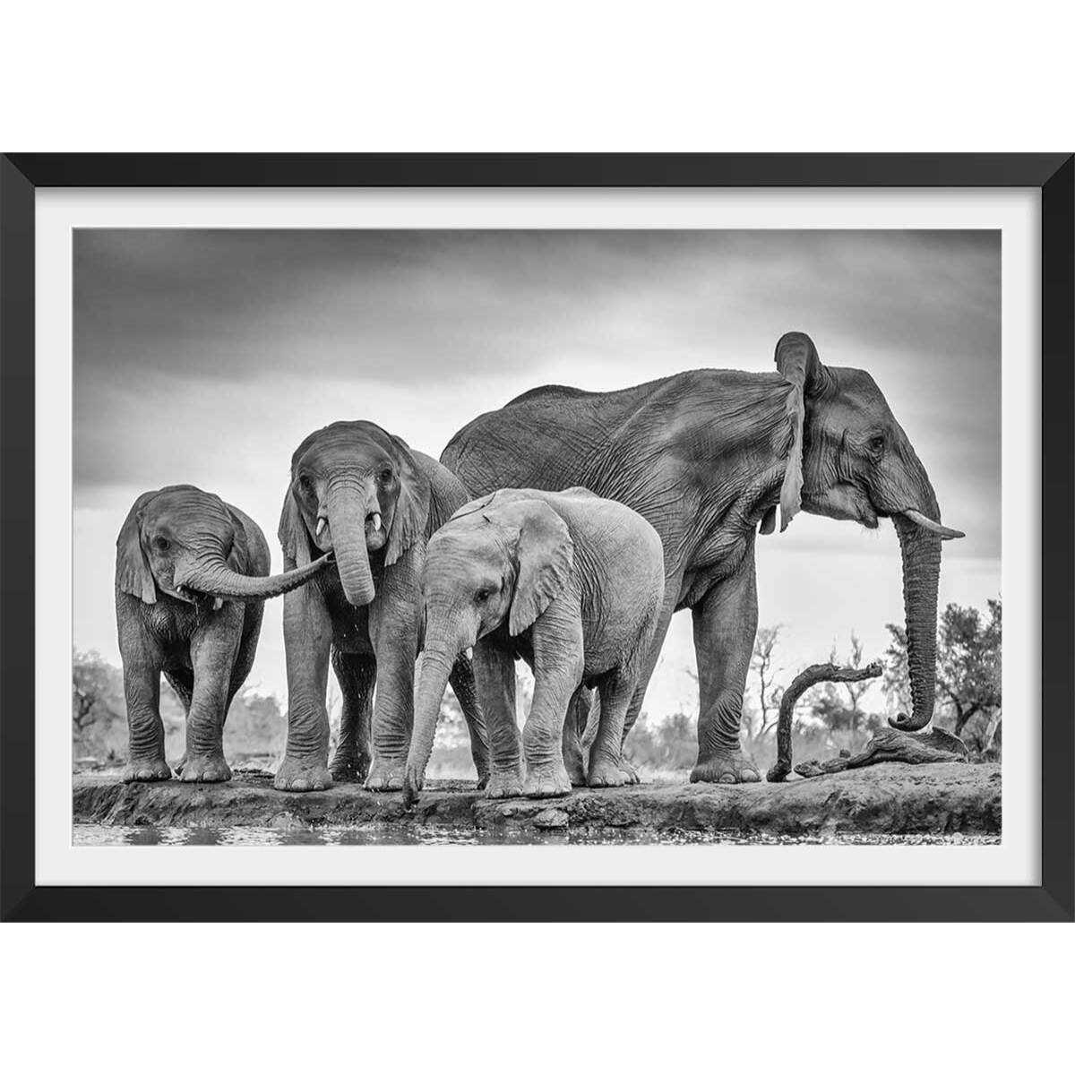 Affiche animaux bataille d'eau Affiche + cadre en bois - Noir