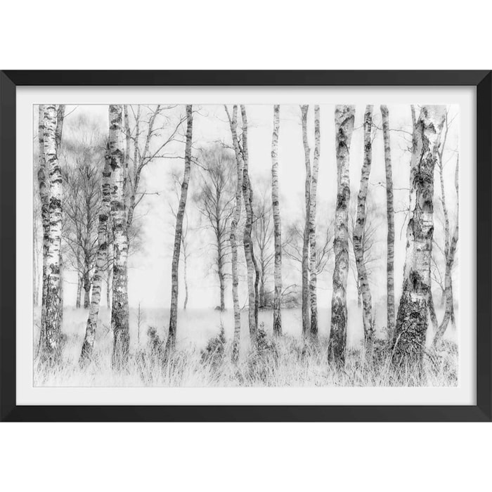 Affiche paysage bouleaux Affiche + cadre en bois - Noir