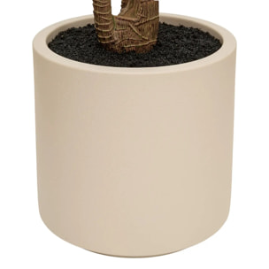 Dracena vert Edi H.180cm avec pot blanc