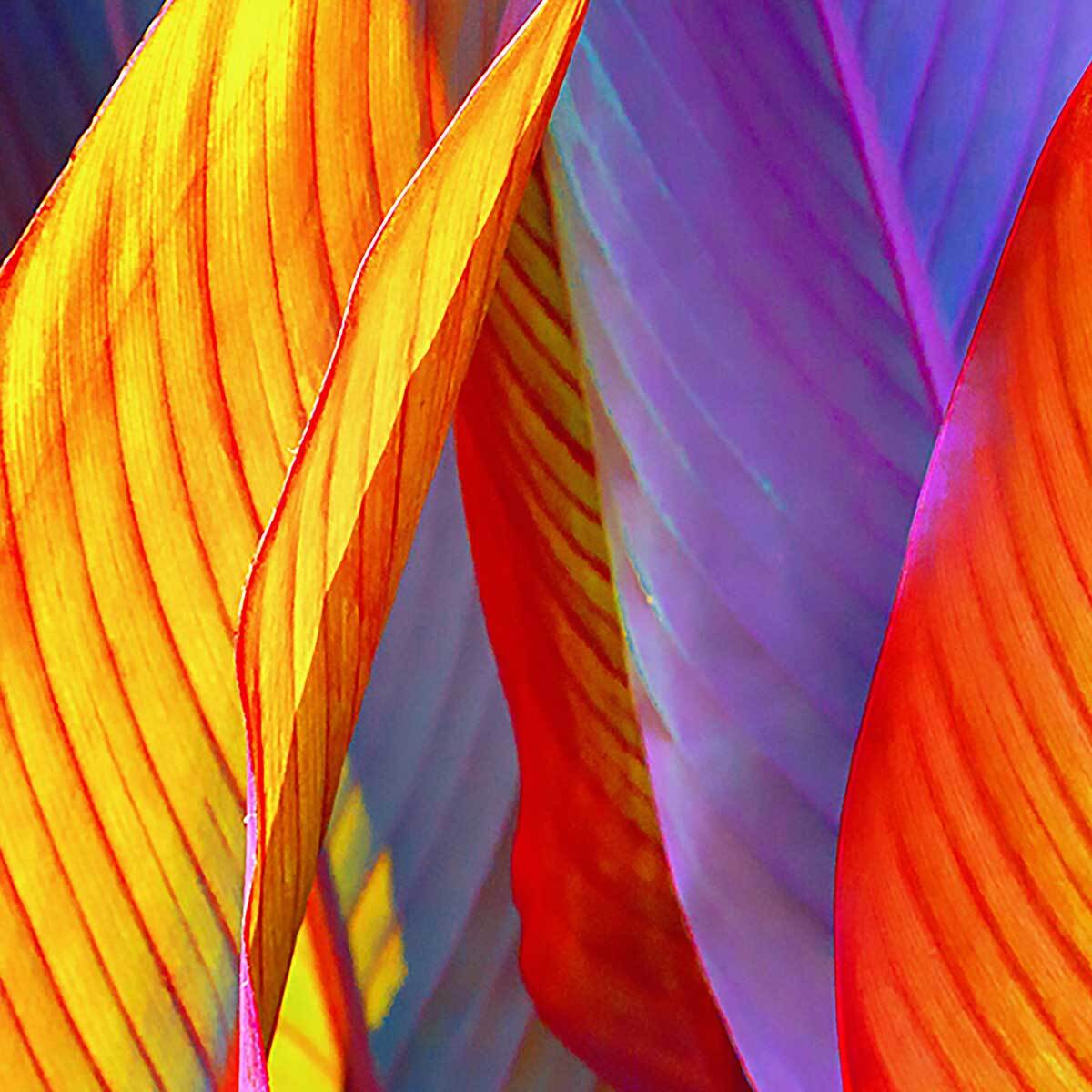 Affiche encadrée feuillage tropical aux couleurs vives Affiche + cadre en métal - Noir