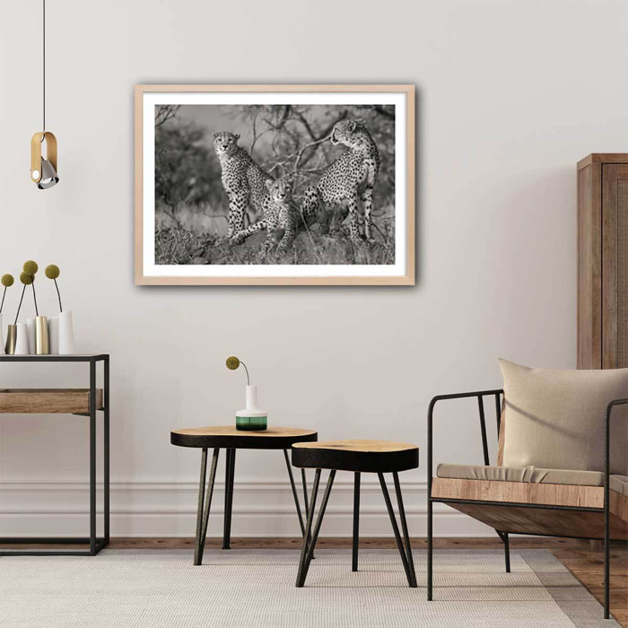 Affiche animaux 3 petits chats Affiche + cadre en bois - Chêne