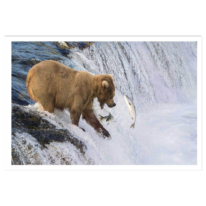 Affiche un ours pêche sur le bord Affiche seule