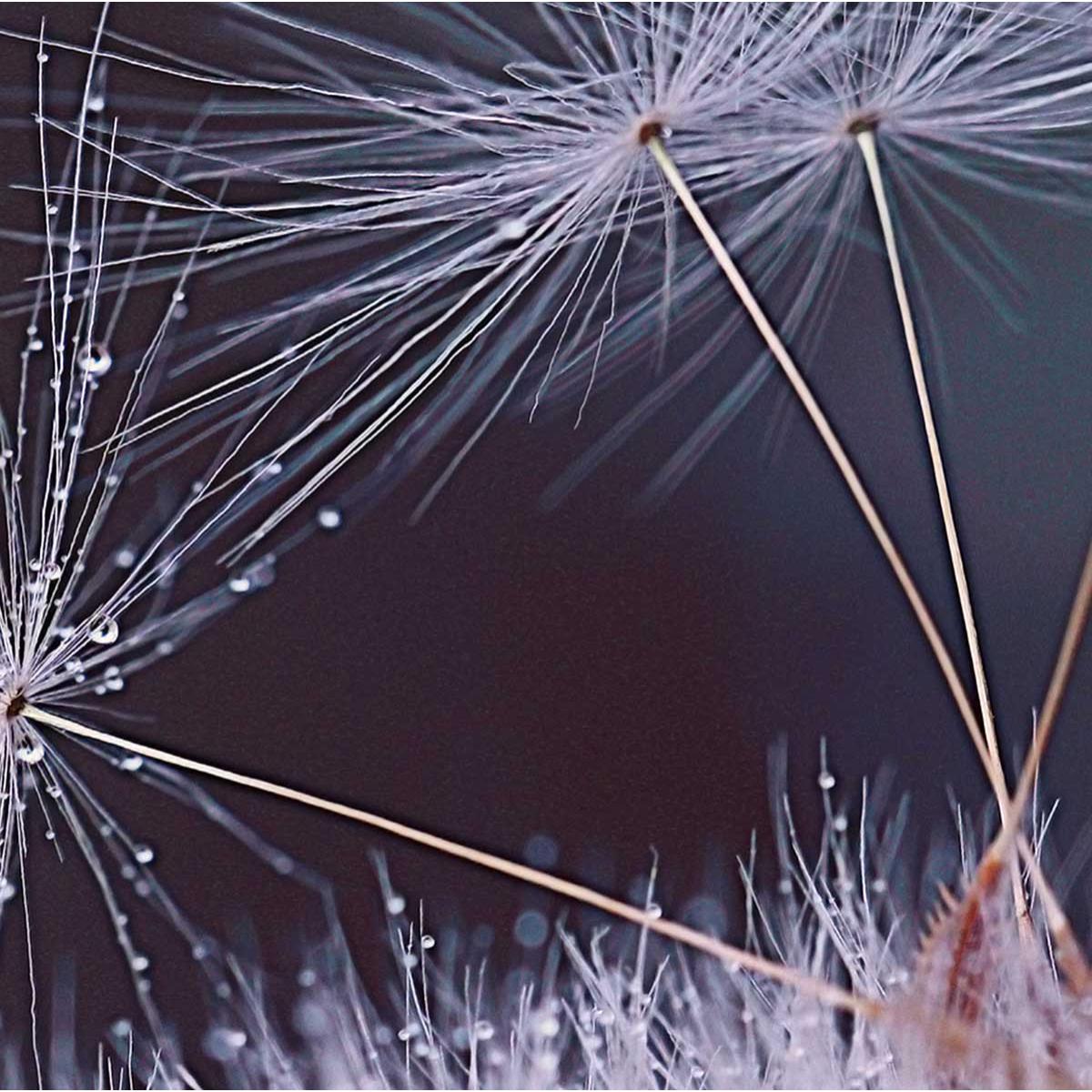 Tableau fleurs dandelion seeds Toile imprimée