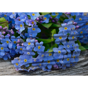 Parure Lenzuola Copriletto Digitale Disegno Nontiscordardime Misura Letto Matrimoniale