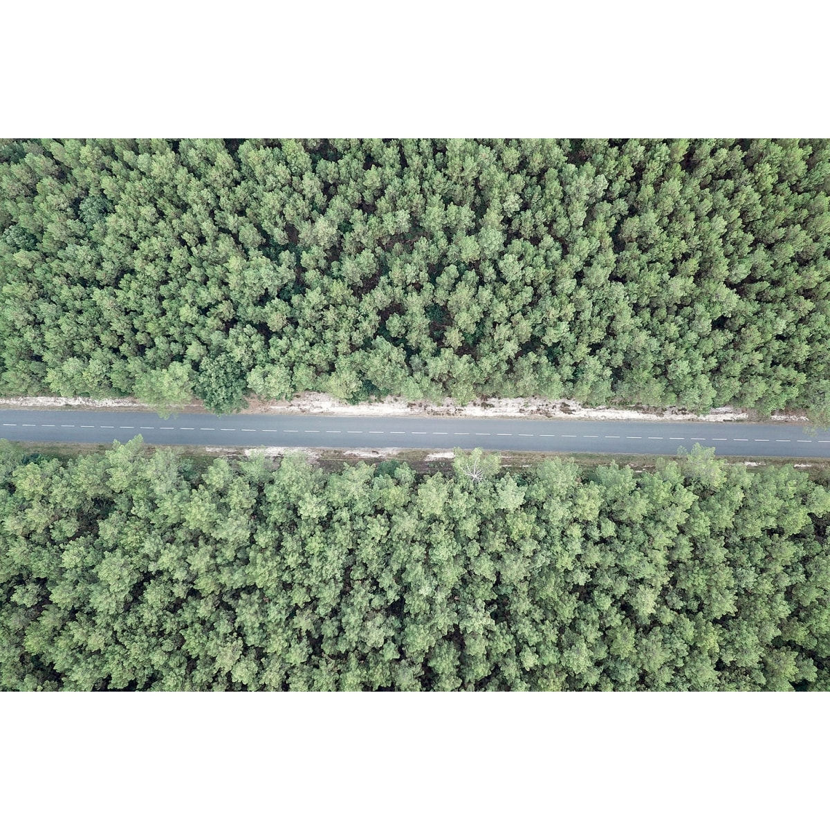 Tableau infinitude de la forêt landaise Tableau plexiglas