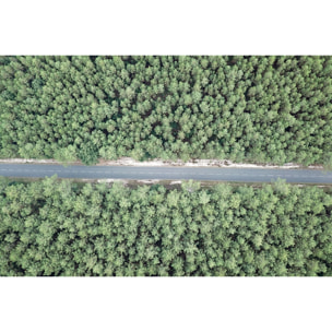 Tableau infinitude de la forêt landaise Tableau plexiglas