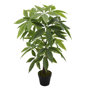 Planta Money Con Maceta 45x45x85 Cm