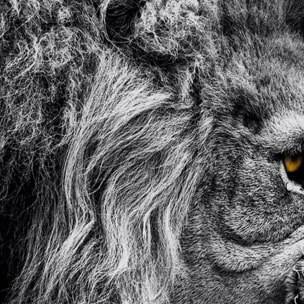 Affiche encadrée lion rugissant noir et blanc Affiche + cadre en métal - Noir