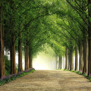 Affiche L'arbre Metasequoia Affiche sous cadre bois