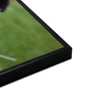 Affiche encadrée panda géant mangeant du bambou Affiche + cadre en métal - Noir