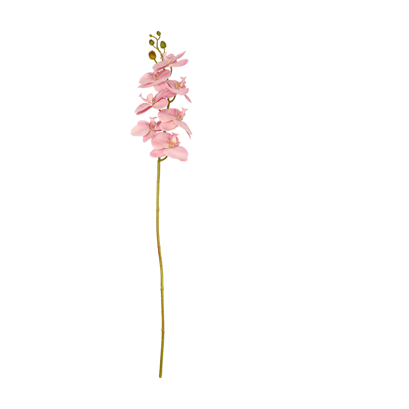 Fleur Orchid